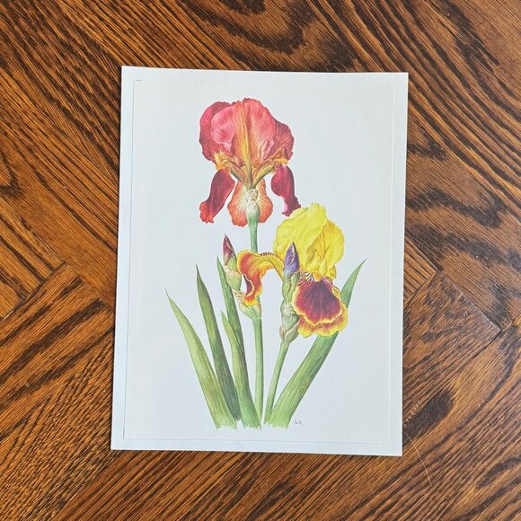 Vintage French Flower Prints Set 4 - Picture 3 of 5